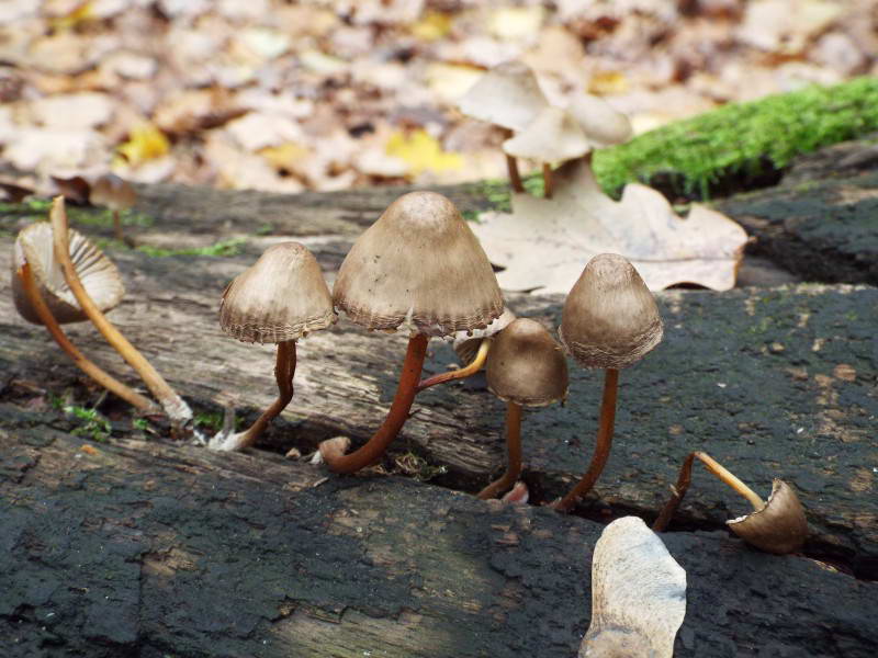 Міцена (Mycena sp.)- невеликий…