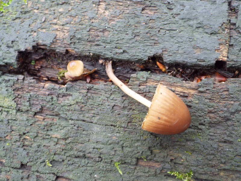 Міцена (Mycena sp.)- сапротрофний гриб