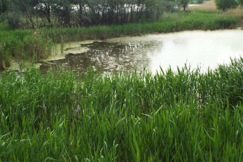 Lake Vyrlitsa