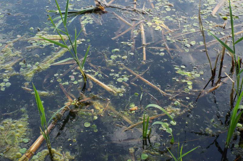 Lake Vyrlitsa