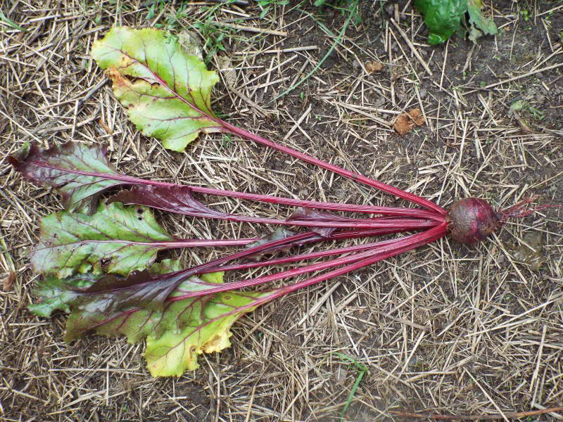 Буряк звичайний (Beta vulgaris)