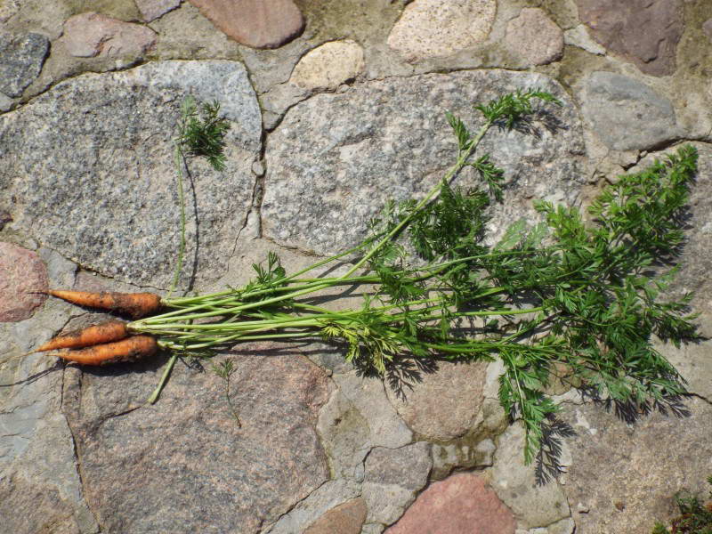 Морква (Daucus sativus)