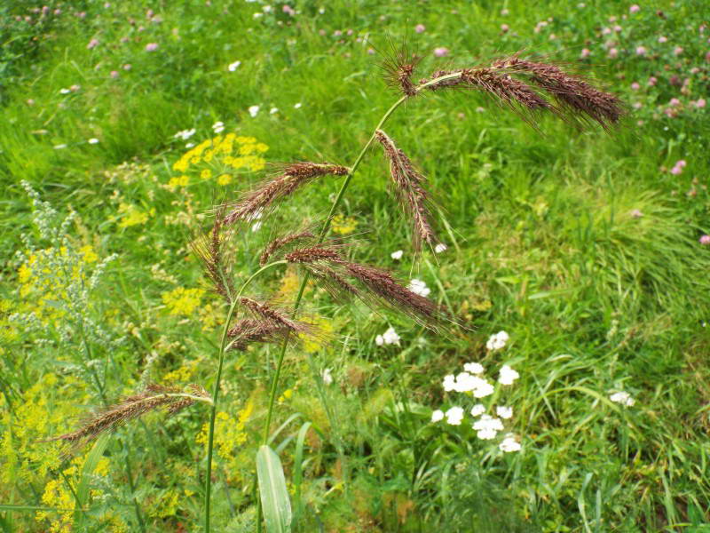 Полоскуха куряче просо (Echinochloa…