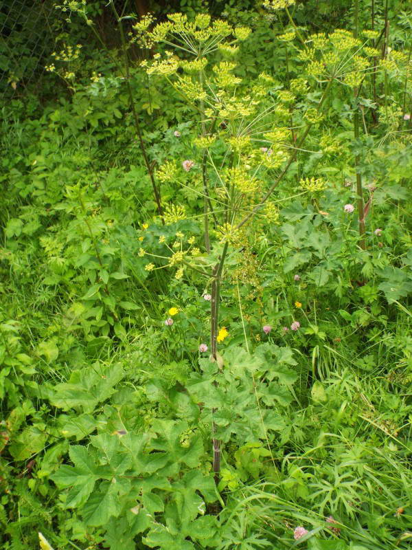 Борщівник сибірський (Heracleum…