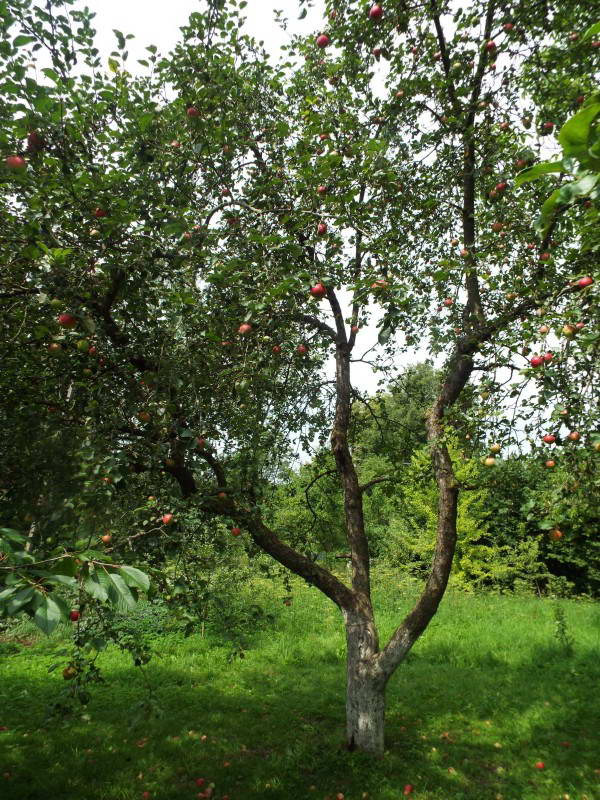 Яблуня домашня (Malus domestica)
