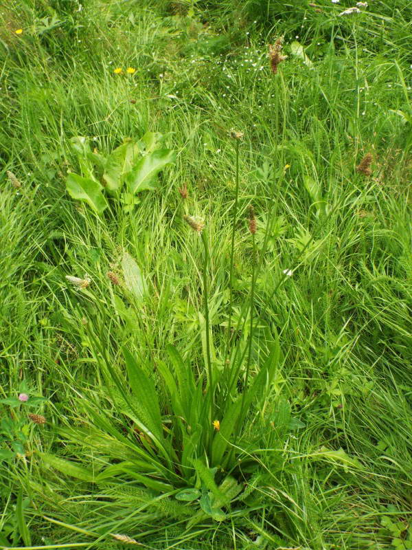 Подорожник ланцетолистий (Plantago…