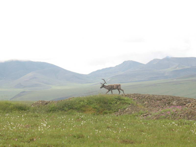 Північний олень (Rangifer tarandus)