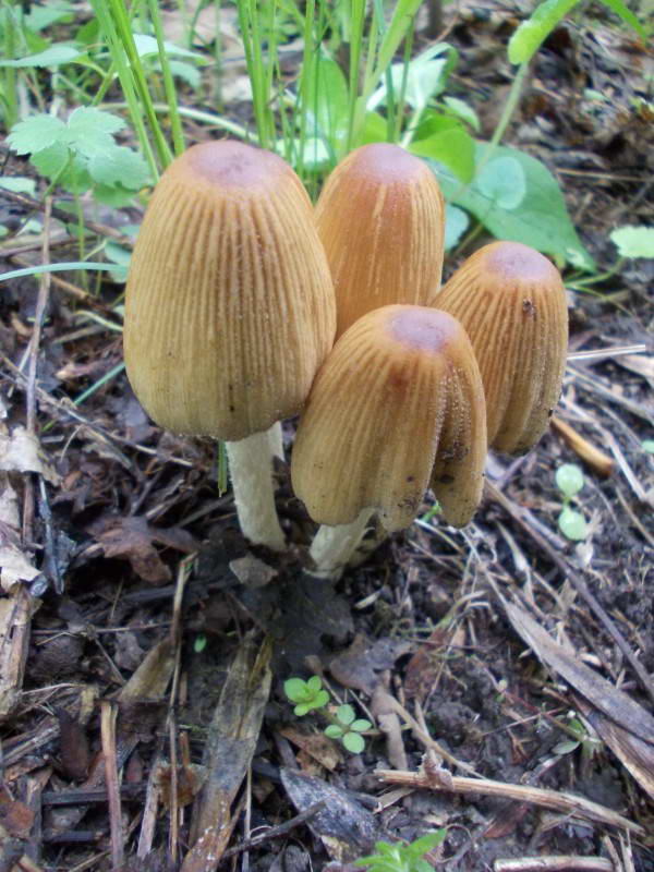 гриби-базідіоміцети (Basidiomycota)