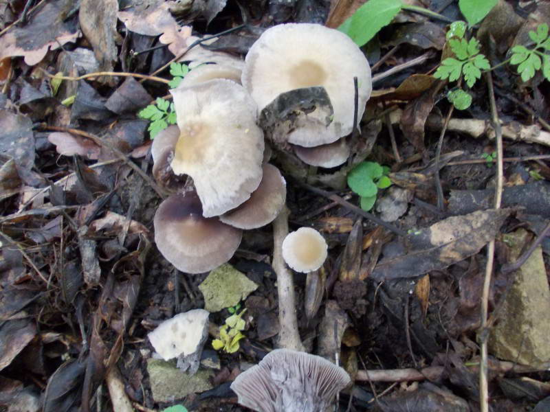 гриби-базідіоміцети (Basidiomycota)