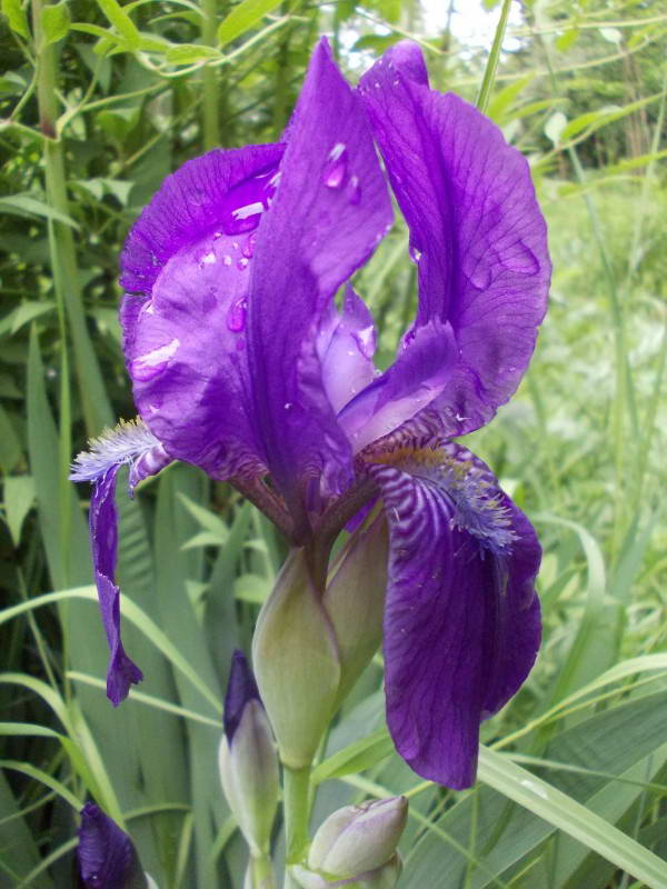 Iris hungarica