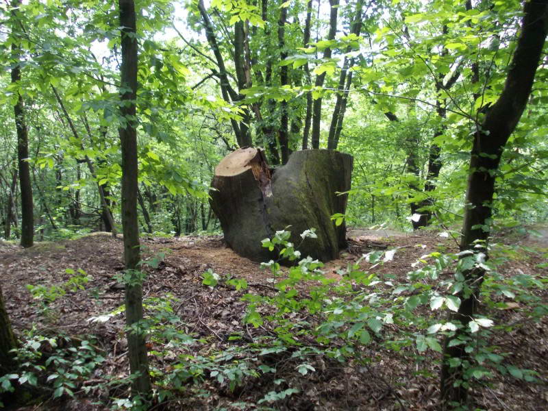 The felled old oak