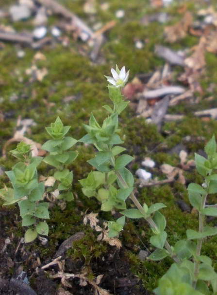 Caryophyllaceae