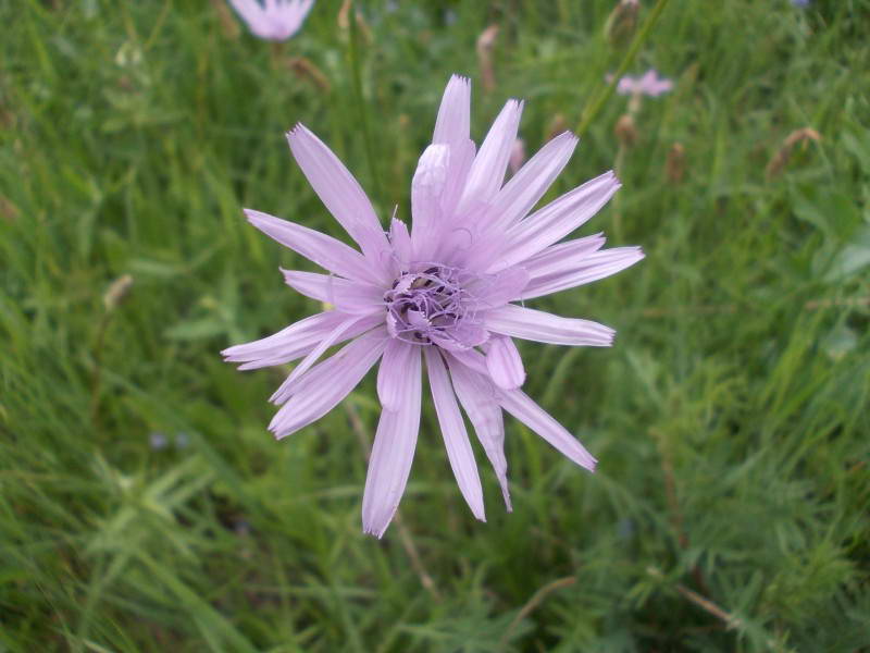 Scorzonera purpurea