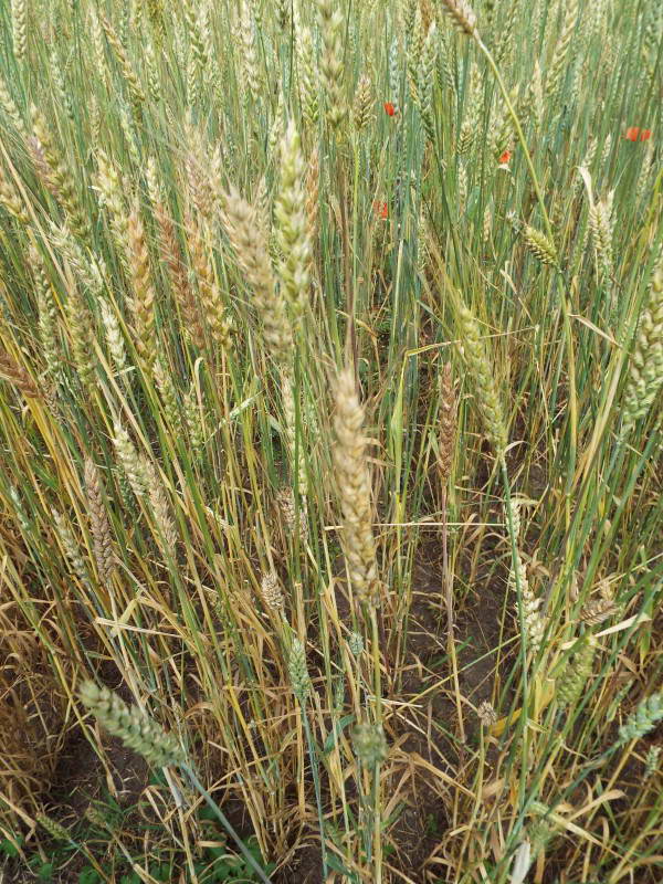 Common wheat (Triticum aestivum)