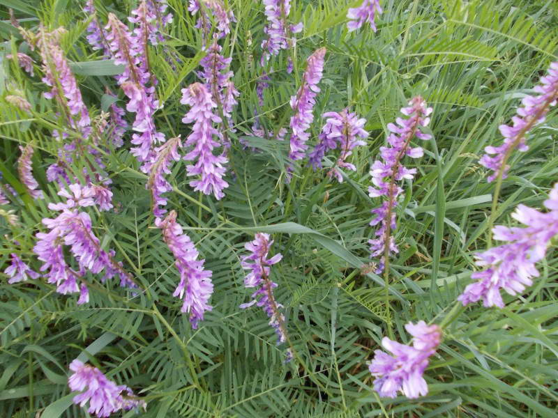 Vicia villosa