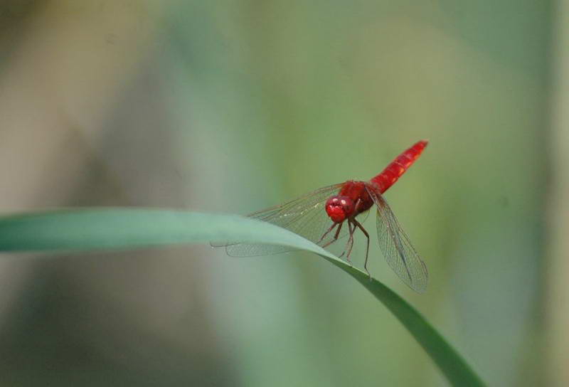 Бабка кроваво-червона (Sympetrum…