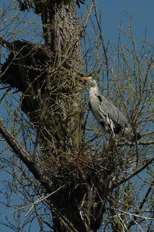 Сіра чапля (Ardea cinerea) на гнізді