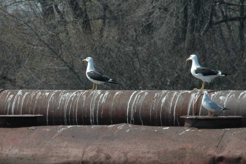 Мартин чорнокрилий (Larus fuscus)