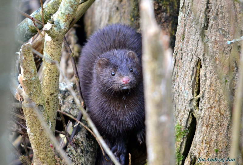 American Mink, Mustella vison