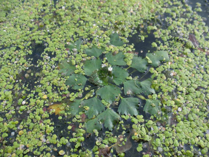 Water chestnut