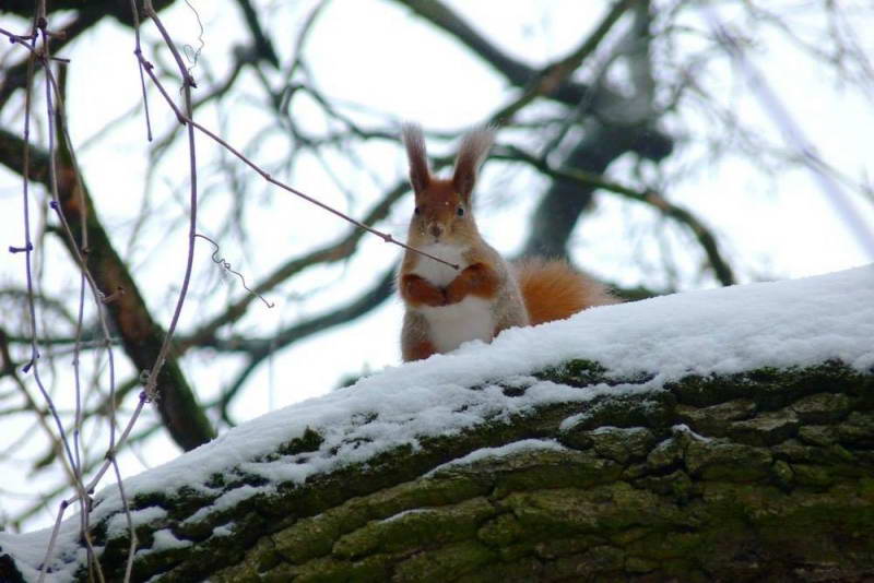 Белка, Sciurus vulgaris