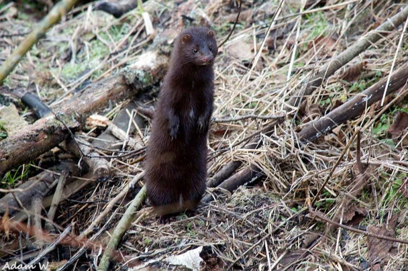 American Mink, Mustella vison