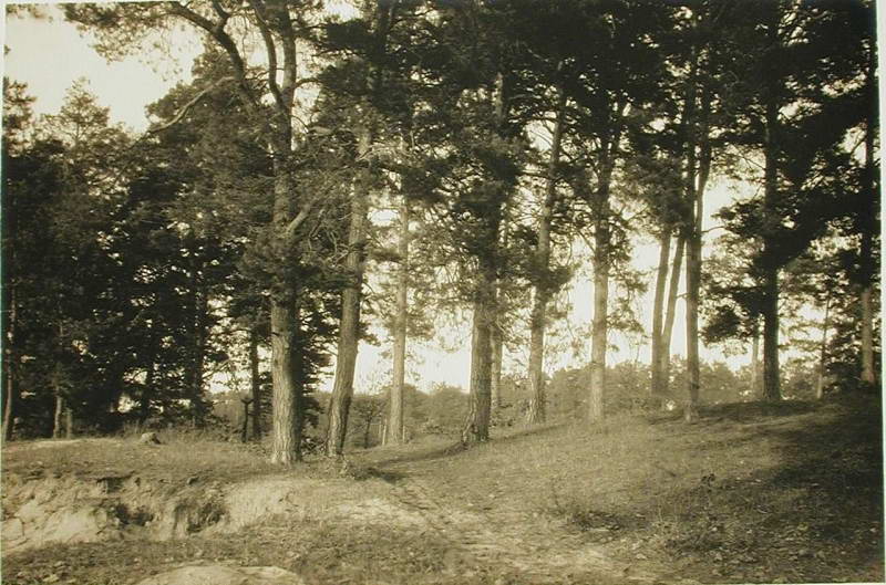 The pine forest on the Upland terrace