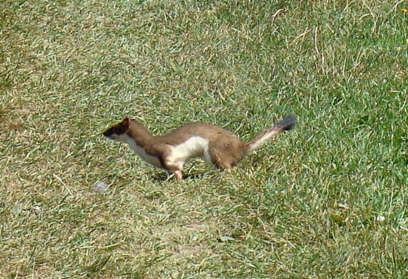 Ermine (Mustela erminea)