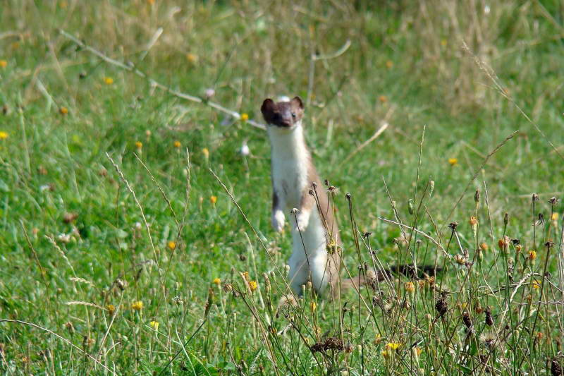 Горностай (Mustela erminea)