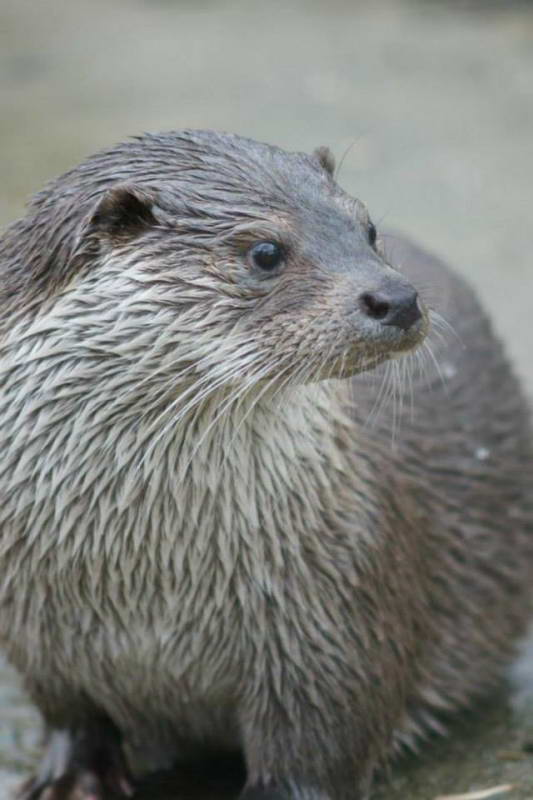 Otter (Lutra lutra)