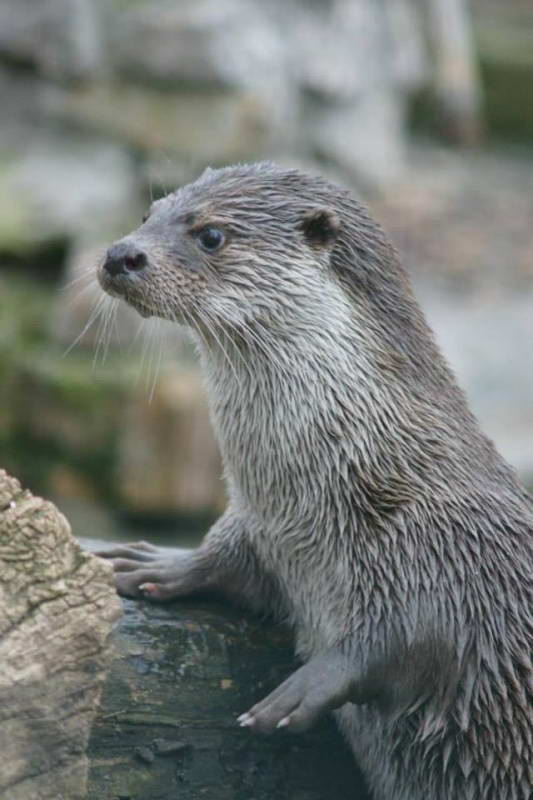 Otter (Lutra lutra)