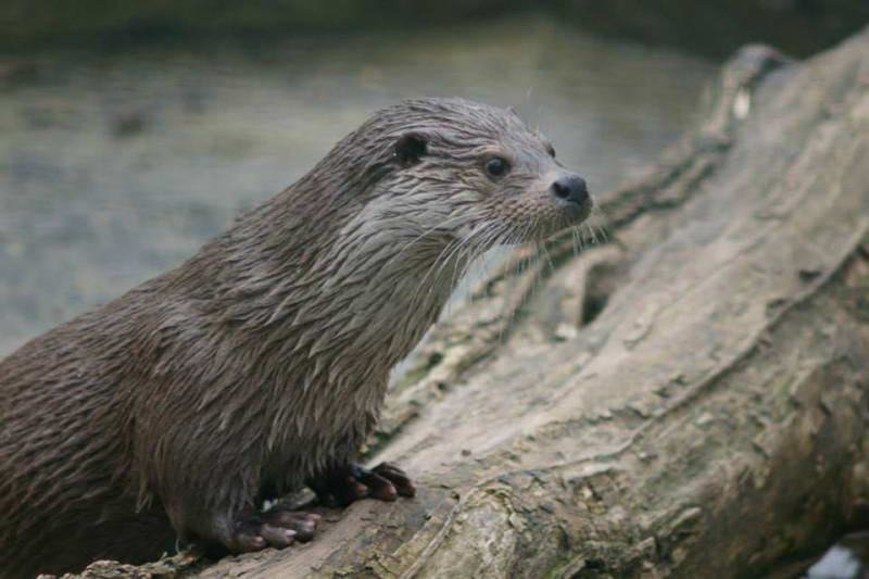 Otter (Lutra lutra)