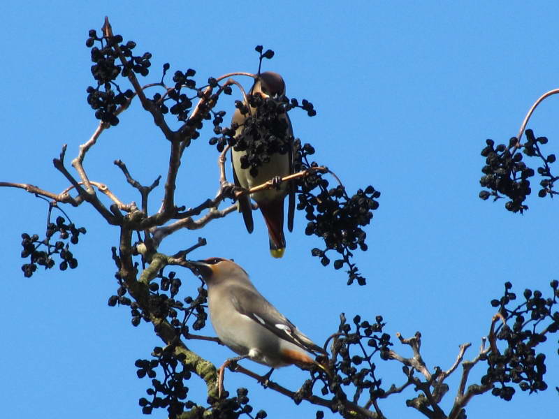 Омелюх Bombycilla garrulus+Фауна Лисої…