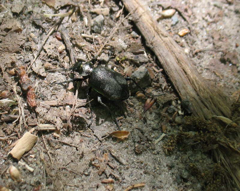 Турун Carabus+Фауна Лисої гори