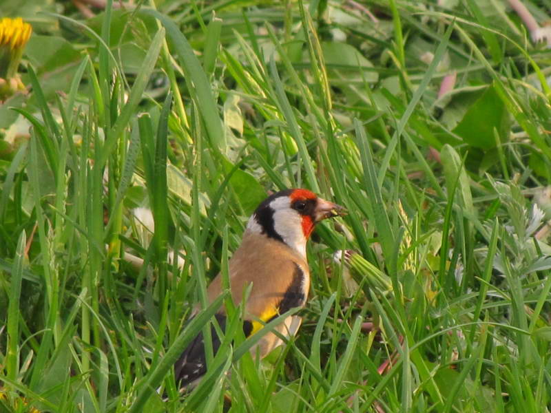 Щегол Carduelis carduelis+Фауна Лысой…