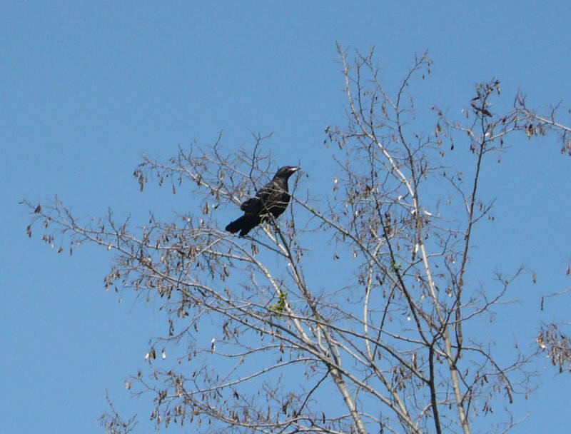 Крук Corvus corax+Фауна Лисої гори