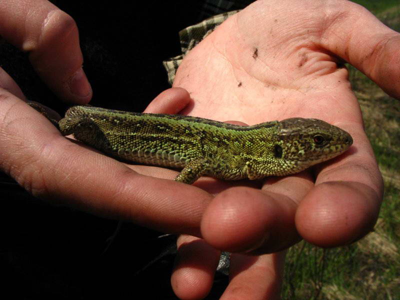 Ящірка прудка Lacerta agilis+Фауна…