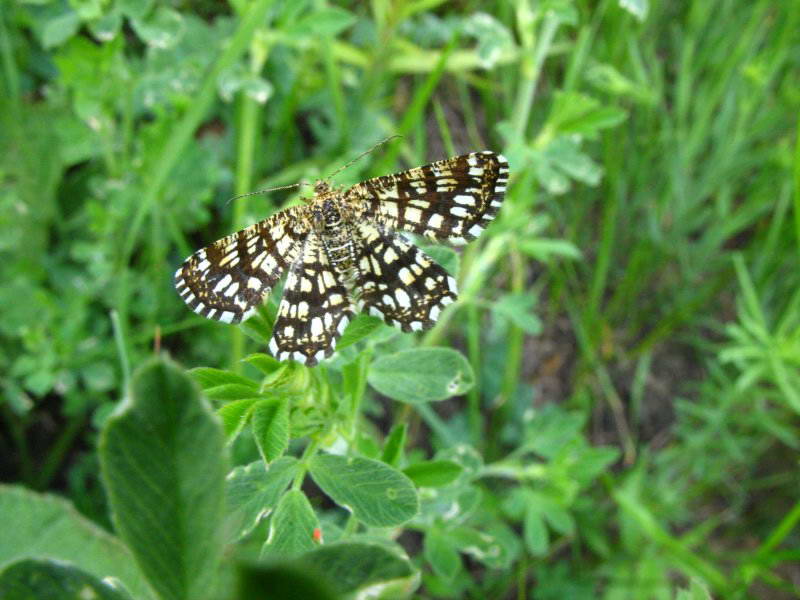 Бабочка Lepidoptera+Фауна Лысой горы