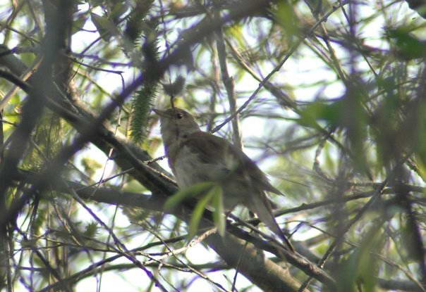 Luscinia luscinia+Fauna of Bald Mountain