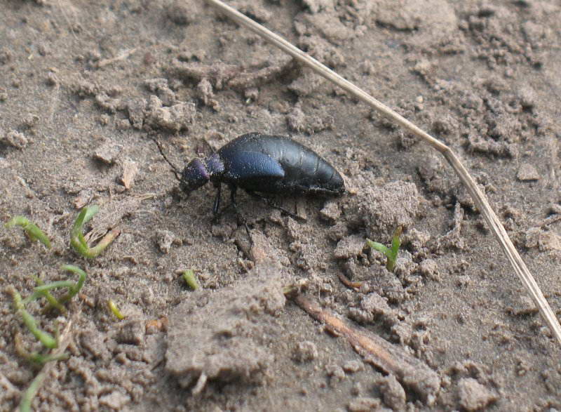 Meloe violaceus+Fauna of Bald Mountain