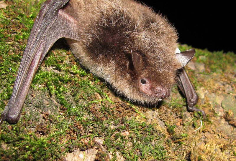 Водяна нічниця Myotis daubentonii…