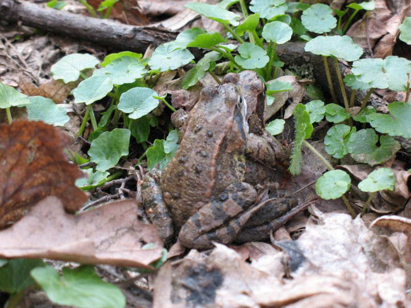 Frog Rana temporaria+Fauna of Bald…