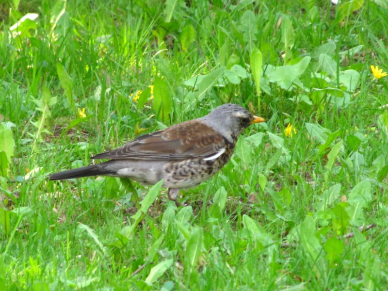 Turdus pilaris+Flora of Bald Mountains