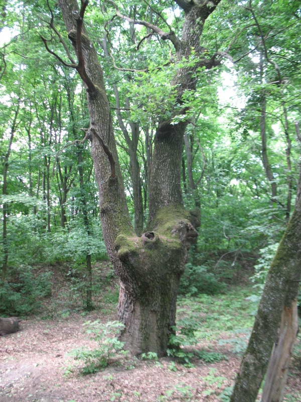 200 old oak+Flora of Bald Mountain