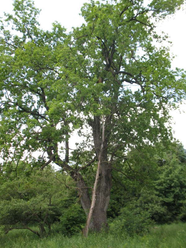 300 old oak +Flora of Bald Mountain