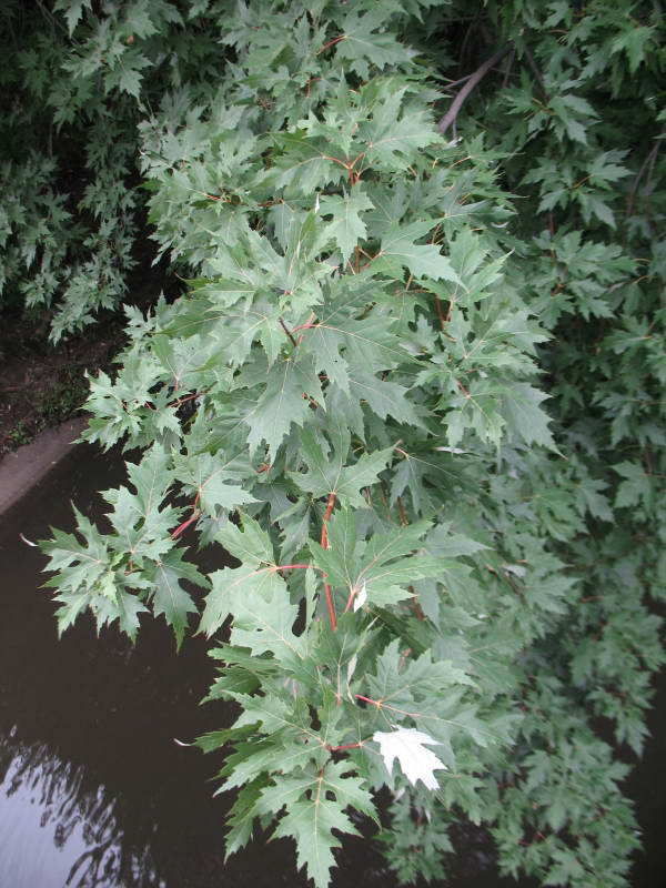 Acer sacharinum+Flora of Bald Mountain