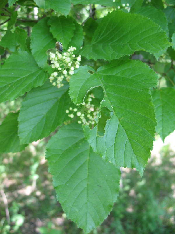 Acer tataricum+Flora of Bald Mountain