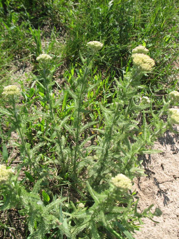 Achillea setacea+Flora of Bald Mountain