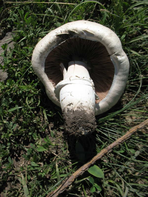 Шампіньйон польовий, Agaricus…