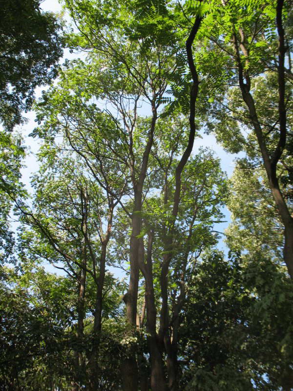 Ailanthus altissima+Flora of Bald…